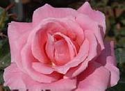 Realistic Pink Rose unknow artist